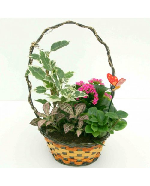 Cesta mediana 25                                  