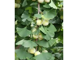 Ginkgo biloba 10/12 maceta                        