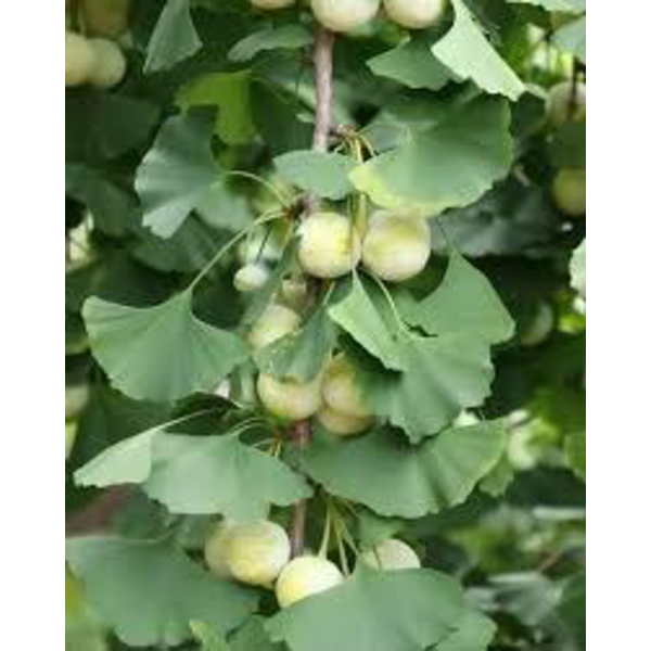 Ginkgo biloba 10/12 maceta                        