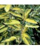 Eleagnus ebbengei limelight 3lt                   