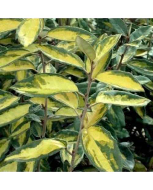 Eleagnus ebbengei limelight 3lt                   