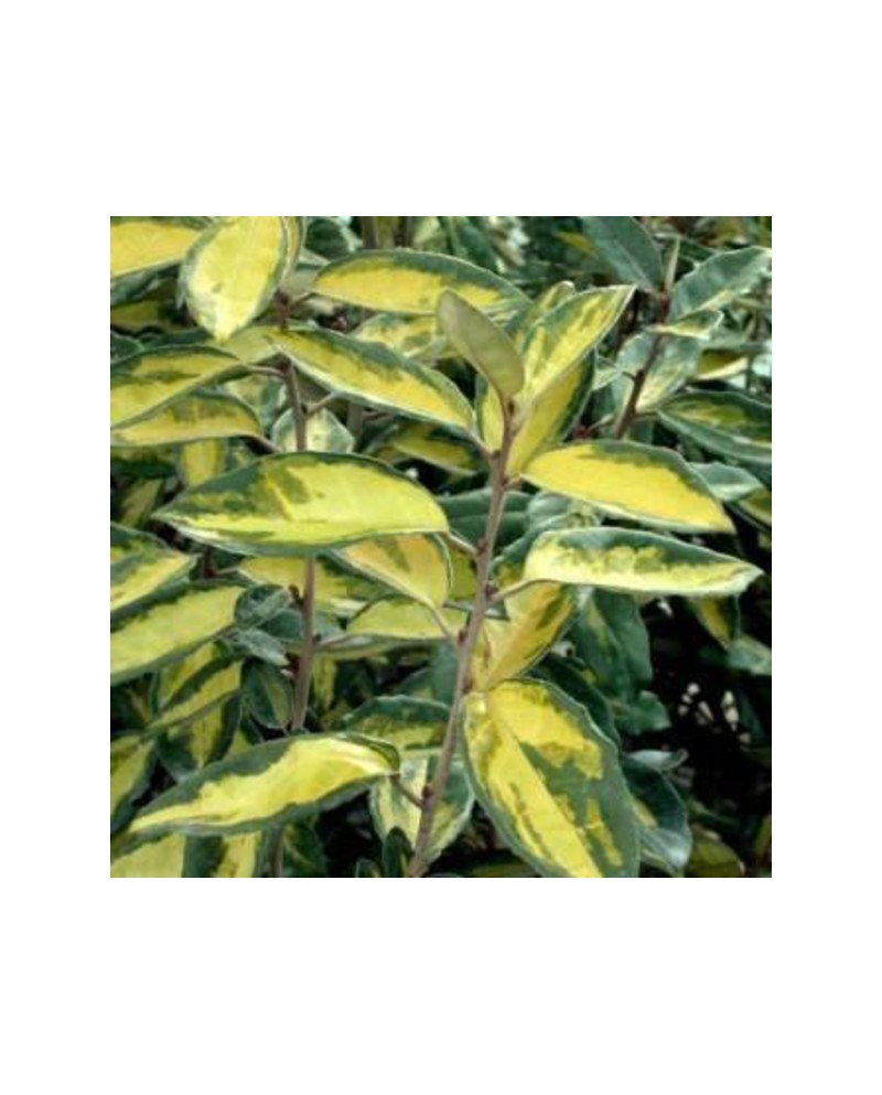 Eleagnus ebbengei limelight 3lt                   