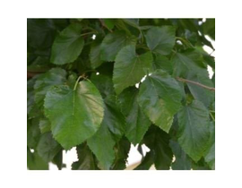 Morus fruitles 16/18 maceta (verde)               