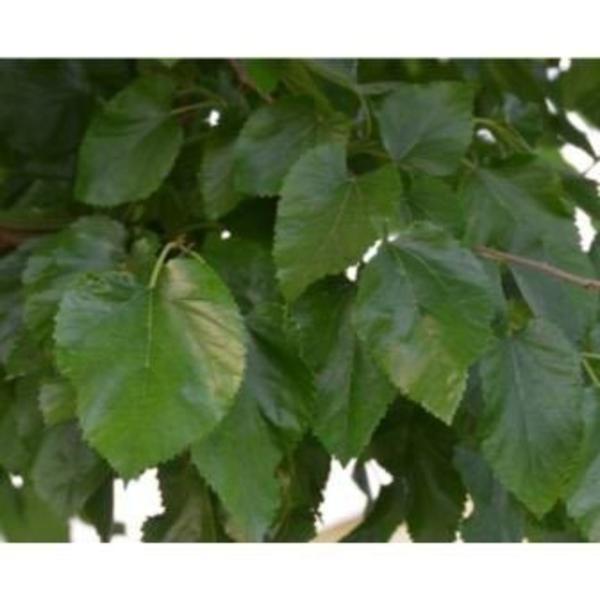 Morus fruitles 16/18 maceta (verde)               