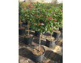Viburnum tinus copa m25 50/60 120                 