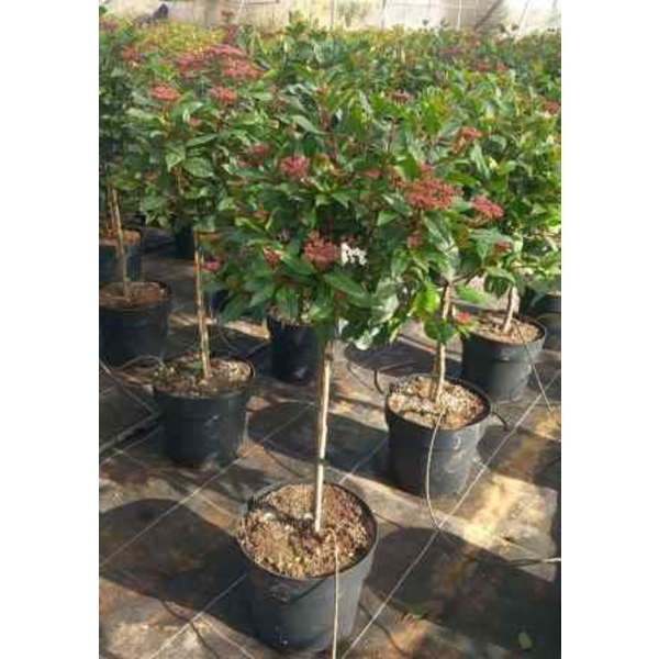 Viburnum tinus copa m25 50/60 120                 