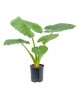 Alocasia macrorrhiza m17                          