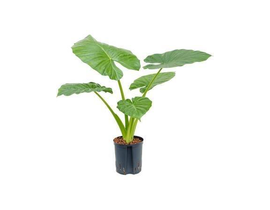 Alocasia macrorrhiza m17                          