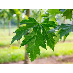 Acer sacharinum 12/14 maceta                      