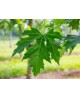 Acer sacharinum 12/14 maceta                      