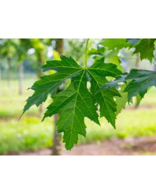 Acer sacharinum 12/14 maceta                      