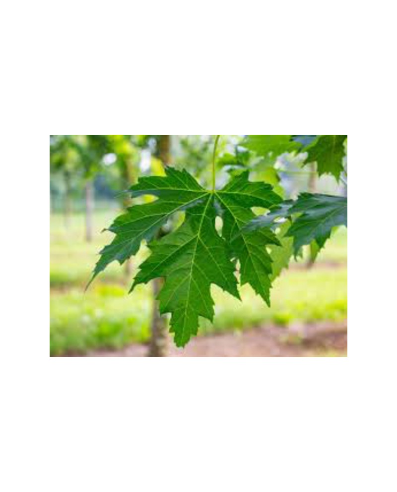Acer sacharinum 12/14 maceta                      