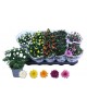 Chrysanthemum m12                                 