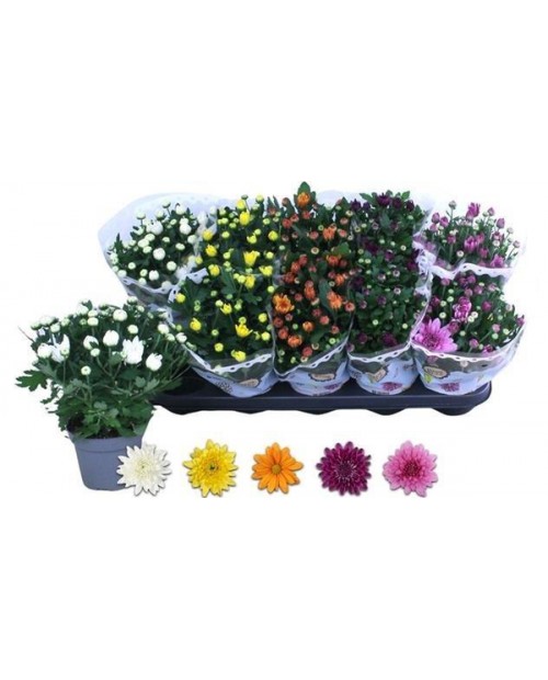Chrysanthemum m12                                 