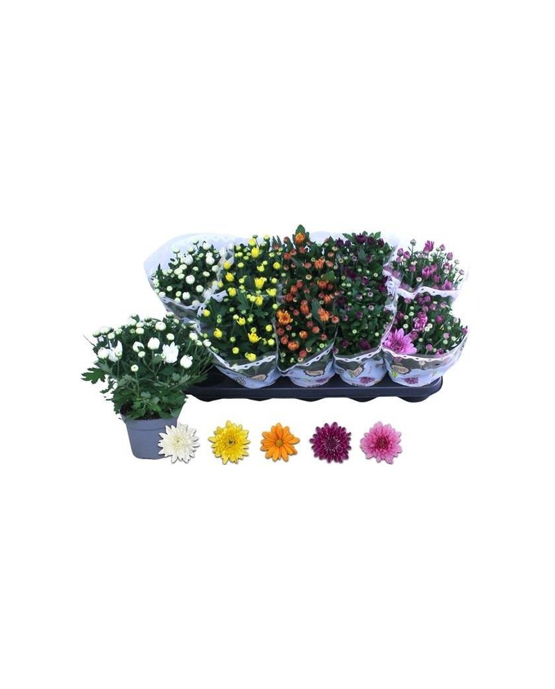 Chrysanthemum m12                                 