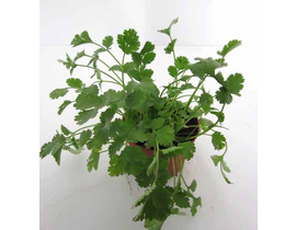 Cilantro 11 (coriandrum)                          