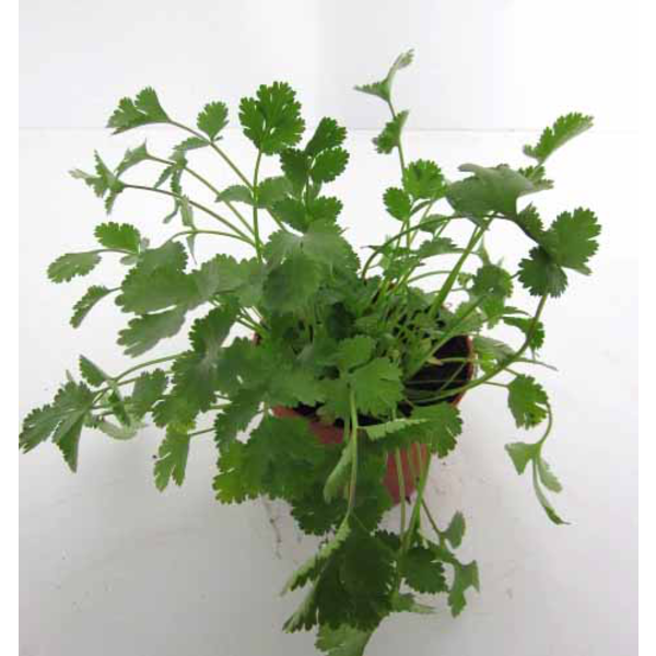 Cilantro 11 (coriandrum)                          