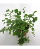 Cilantro 11 (coriandrum)                          