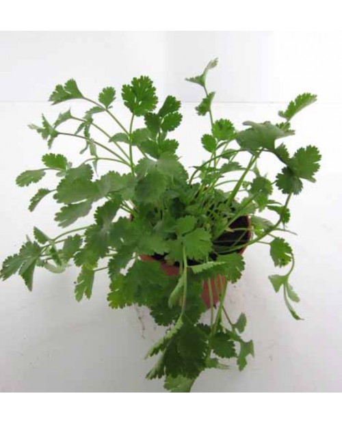 Cilantro 11 (coriandrum)                          