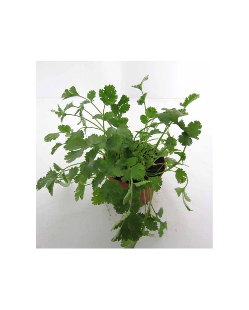 Cilantro 11 (coriandrum)                          