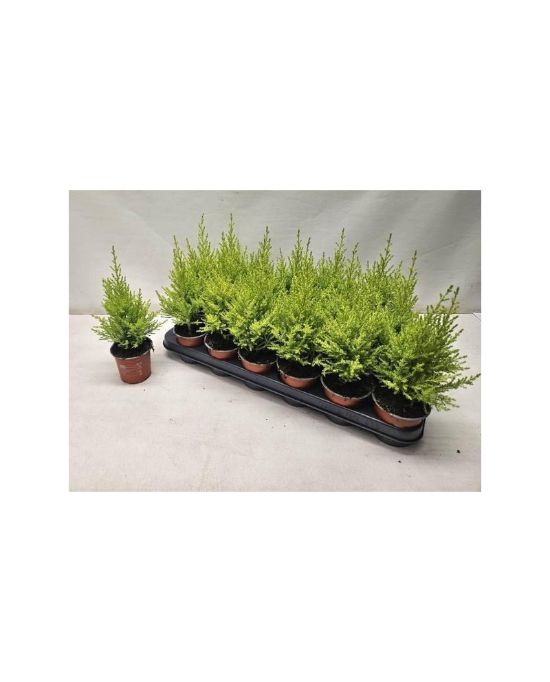 Cipres gold c.wilma m9                            