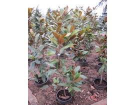 Magnolia grandiflora 15lt 100/125 ES/09/250008    
