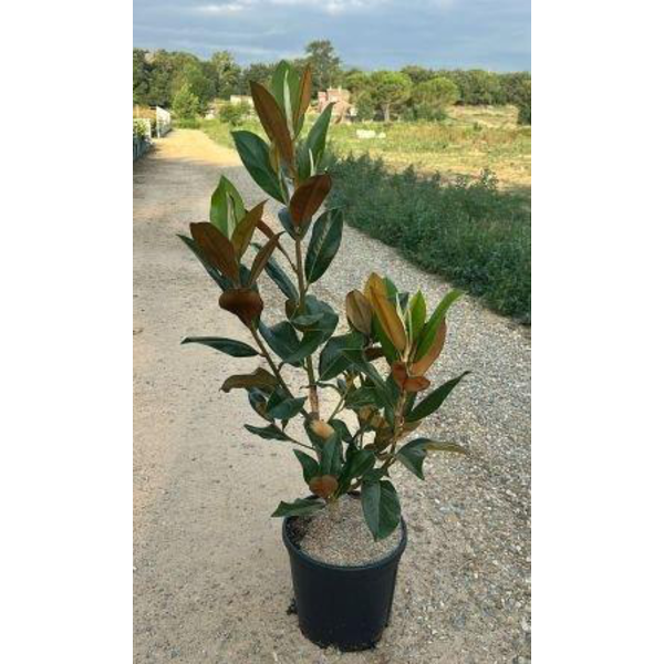 Magnolia grandiflora 12lt 100/110 ES/09/250008    