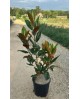 Magnolia grandiflora 12lt 100/110 ES/09/250008    
