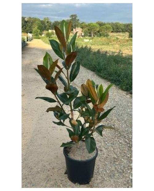 Magnolia grandiflora 12lt 100/110 ES/09/250008    