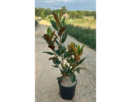 Magnolia grandiflora 15lt 100/125 ES/09/250008    