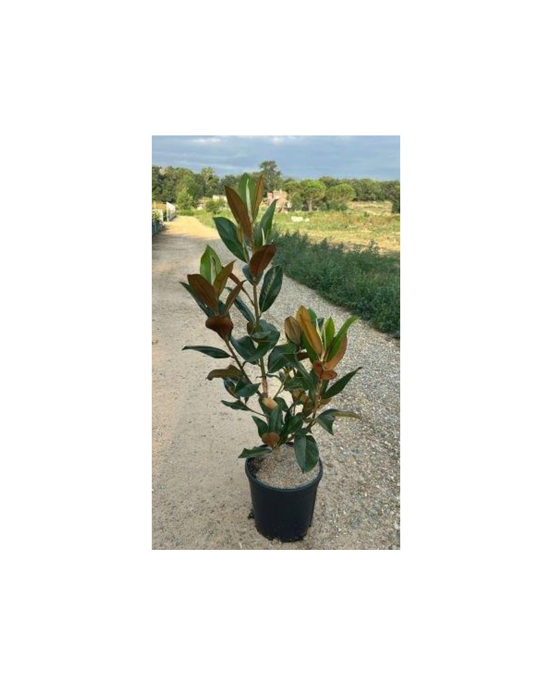 Magnolia grandiflora 12lt 100/110 ES/09/250008    