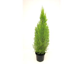 Cipres gold c.wilma 3lt                           
