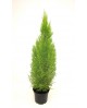 Cipres gold c.wilma 3lt                           
