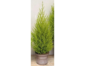 Cipres gold c.wilma 3lt                           