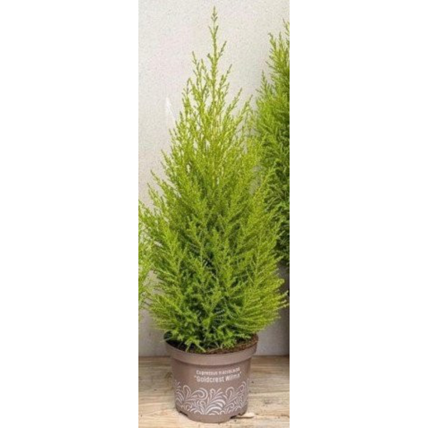 Cipres gold c.wilma 3lt                           