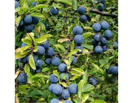 Prunus spinosa 5lt (endrino)                      