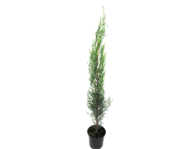 Cipres semperviren 50/60 m13                      