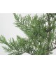 Cipres leylandi 7lt 110/120                       