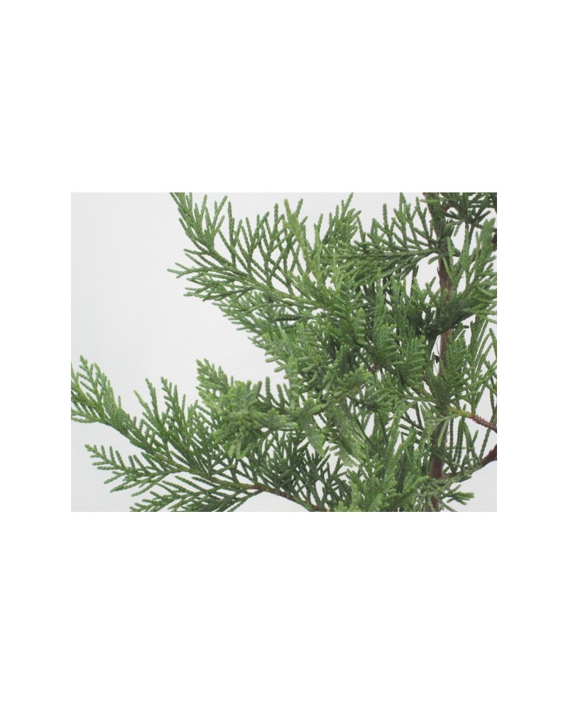Cipres leylandi 7lt 110/120                       