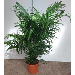 Chamaedorea terracota m18 60/80cm                 