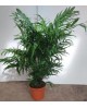 Chamaedorea terracota m18 60/80cm                 