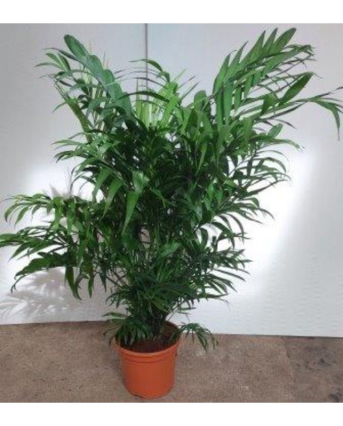 Chamaedorea terracota m18 60/80cm                 