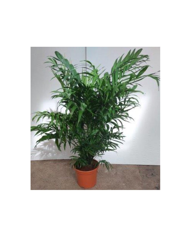 Chamaedorea terracota m18 60/80cm                 