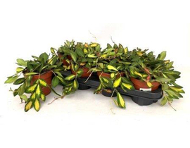 Hoya carnosa m12                                  