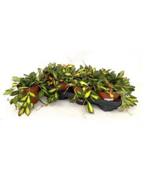 Hoya carnosa m12                                  