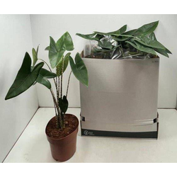 Alocasia zebrina m19                              