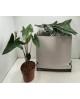 Alocasia zebrina m19                              