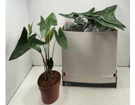 Alocasia zebrina m19                              