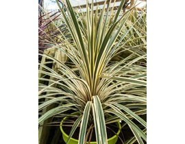 Cordyline autralis torbay variegata m20           
