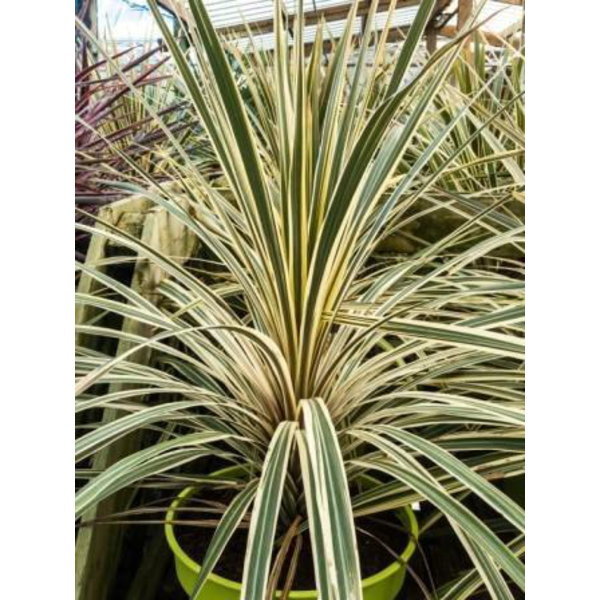 Cordyline autralis torbay variegata m20           